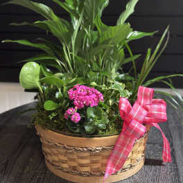 Basket planter with pink flowers and assorted green houseplants, tied with a pink ribbon