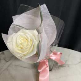 Single white rose wrapped in translucent paper with a pink ribbon