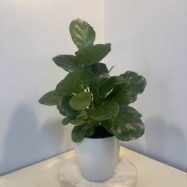 Potted green houseplant in a white planter