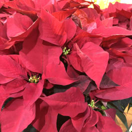Poinsettia plant