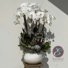 White orchid arrangement in a round white vase with succulents