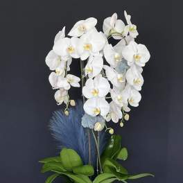 White orchid arrangement in a white vase with a blue ribbon