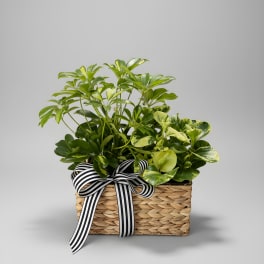 Live Long & Prosper Plant Basket