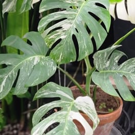 Variegated monstera plant in a terracotta pot
