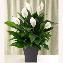 White calla lilies in a dark vase with broad green leaves