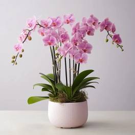 Pink orchid plant in a white textured pot