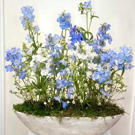 Blue and white delphinium arrangement in a shallow oval planter