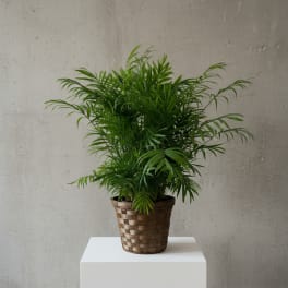 Potted green palm plant in a woven basket planter