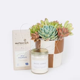 Succulent arrangement in a white and tan pot with a chocolate bar and candle