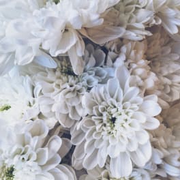Close-up of white chrysanthemum blooms clustered together