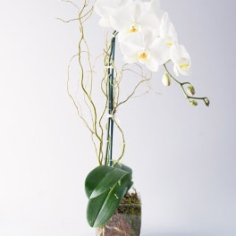 White orchid arrangement in a clear square vase with curly branches