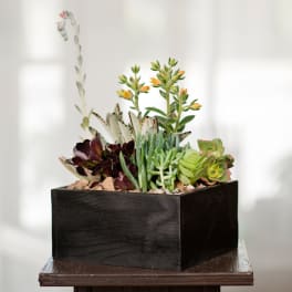 Succulent arrangement in a black square planter