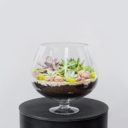 Glass bowl terrarium with small succulents and decorative stones
