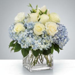 Compact arrangement of white roses and tulips with light blue hydrangeas in a clear glass cube vase