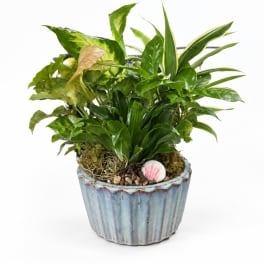 Mixed green houseplants in a blue ceramic pot with shells and pebbles