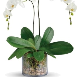 White orchid plant in a glass vase with stones