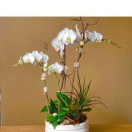 White orchids arranged in a round white planter with mixed foliage