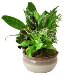 Potted green houseplant arrangement in a ceramic bowl