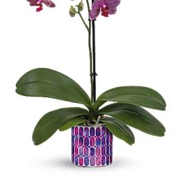 Potted purple orchid with broad green leaves in a patterned container