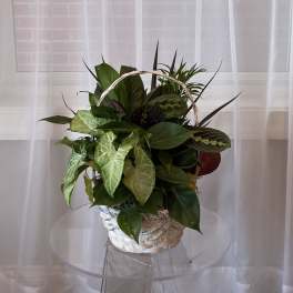 Mixed Plant Basket