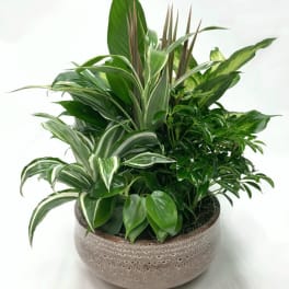 Mixed green houseplants arranged in a round ceramic planter