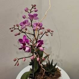 Purple orchid arrangement in a marble-look planter with a small succulent