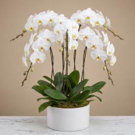 White orchid plant in a white pot on a marble surface
