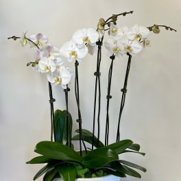 White orchids in a white bowl planter