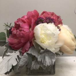 Pink and white peonies in a square glass vase with silver foliage