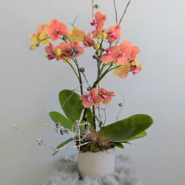 Potted orchid arrangement with peach blooms and broad green leaves