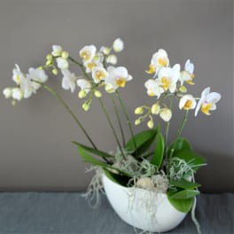 White orchid arrangement in a white bowl planter