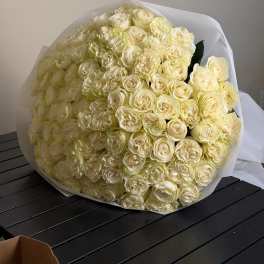 White Mondial Rose — A Touch of Timeless Luxury