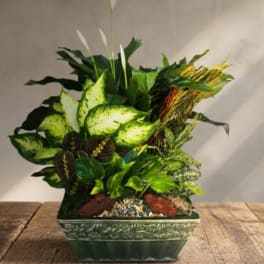 Potted tropical foliage arrangement in a decorative green planter