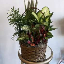 Blooming Garden Plant