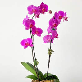 Bronze Elegance-dual purple orchid
