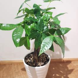 Potted green houseplant with glossy leaves in a white ceramic pot