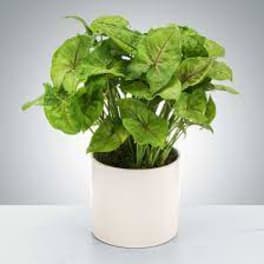 Arrowhead Plant by BloomNation™