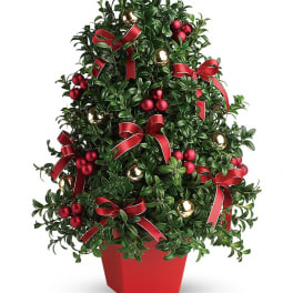 Small potted evergreen-style tree with red bows, red berries, and gold ornaments in a red container