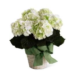 The FTD Peaceful Memories Casket Spray