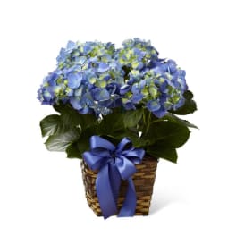 The FTD Blue Hydrangea Planter
