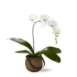 The FTD White Phalaenopsis Orchid