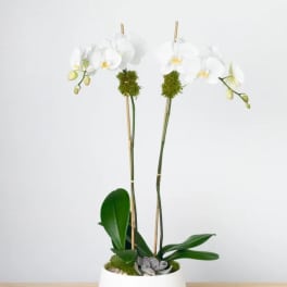 White orchids in a white pot with succulents and moss