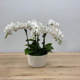 White orchid plant in a white pot on a wooden table