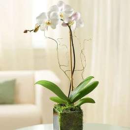 White orchid plant in a square glass vase with moss