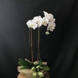 Double Standing Orchid