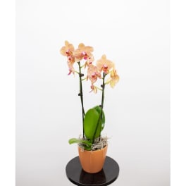 Potted orchid plant with peach-pink blooms in an orange pot