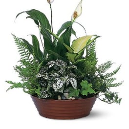 Potted peace lily arrangement with white blooms and mixed green foliage