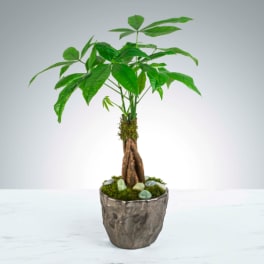 Money Tree