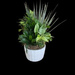 Potted green foliage arrangement in a white planter