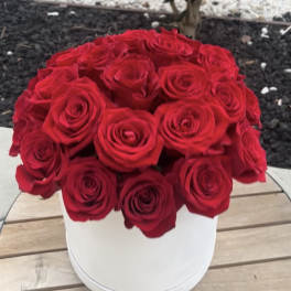 Red roses arranged in a white round box